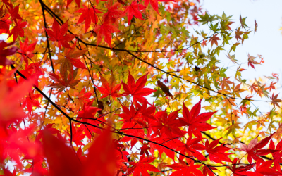 Silence in Psychotherapy: “You just sit there and don’t say much”.